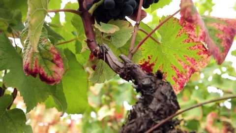Grapes harvest Stock Footage 74663193