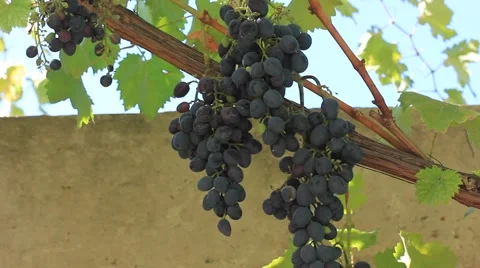 Grapes harvest in the wind Stock Footage 41423059