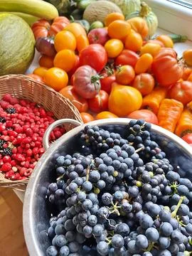 Grapes harvested from the plot Stock Photos