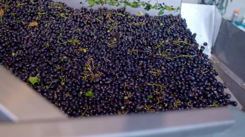 Grapes harvested in ripe condition for quality winemaking and consumption Vidéo 321407897