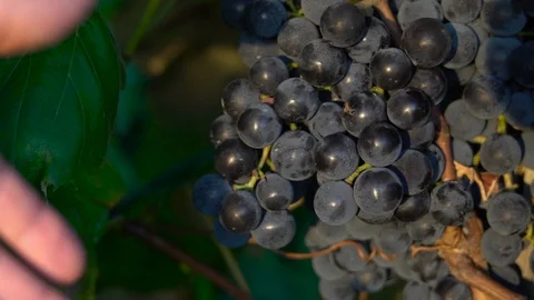 Grapes Held By Hand in a Vineyard Slow Motion Stock Footage 127010941