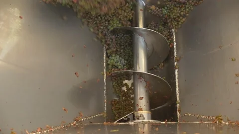 Grapes in the hopper are pressed by a special screw system. Stock-Footage 221001829