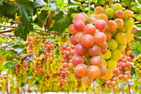 Grapes Stock Illustration