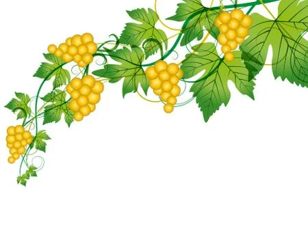 Grapes Stock Illustration