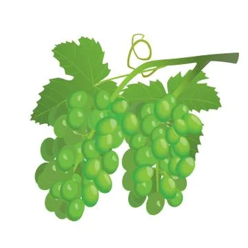 Grapes Stock-Illustration