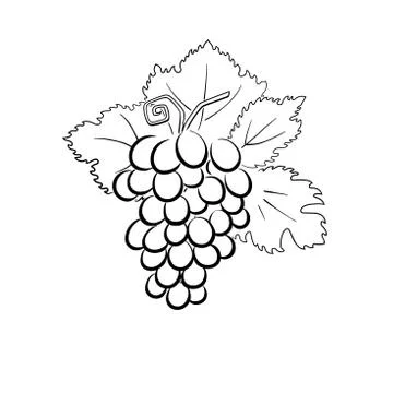 Grapes Stock-Illustration