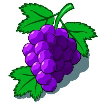 Grapes Illustrazione stock