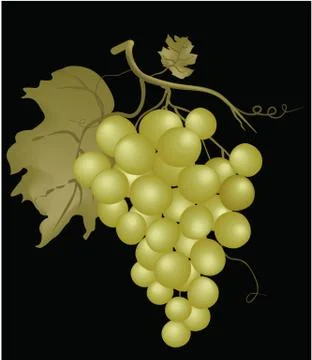 Grapes Stock Illustration