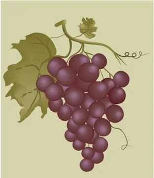 Grapes Stock Illustration