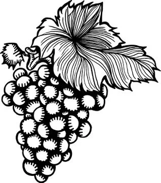 Grapes Illustration
