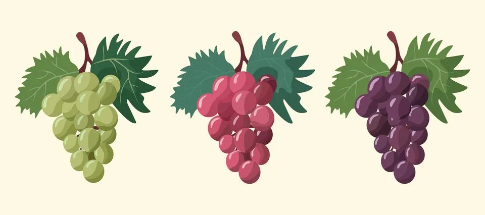 Grapes Stock Illustration