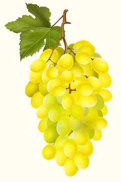 Grapes Stock Illustration