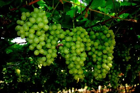 Grapes, India Stock Photos