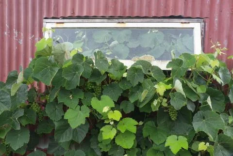 Grapes inside &amp; out Stock Photos