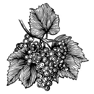 Grapes isolated on a white background. Grapevine hand drawn vector illustration. Stock Illustration