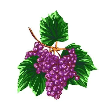 Grapes isolated on a white background. Grapevine hand drawn vector illustration. Stock Illustration