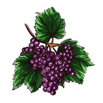 Grapes isolated on a white background. Grapevine hand drawn vector illustration. Stock Illustration