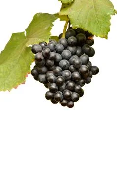Grapes isolated on white background Stockfoto's