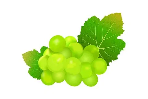 Grapes isolated on white background. Wine grapes icon. Stock Illustration
