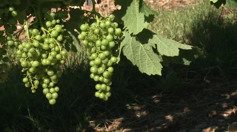 Grapes just before "veraison" Video stock 51164986