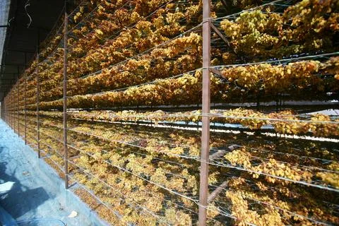 Grapes kept for drying on racks in dry grapes factory at Sangli, Maharashtr.. Photos