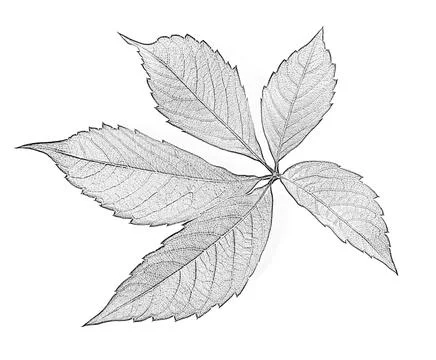 Grapes leaf. Black and white imitation of pencil drawing. Close-up view. Stock Photos