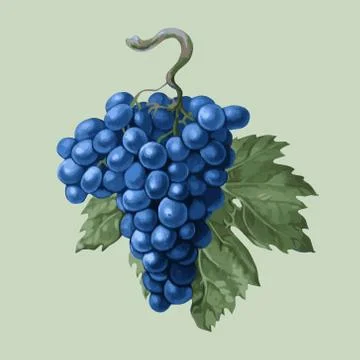 Grapes with a leaf Stock Illustration