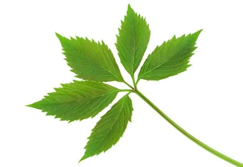 Grapes leaf Stock Photos