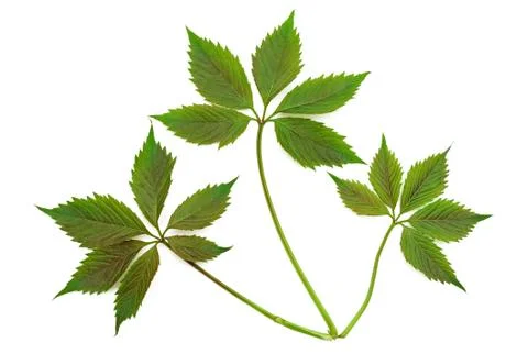 Grapes leaf Stock Photos