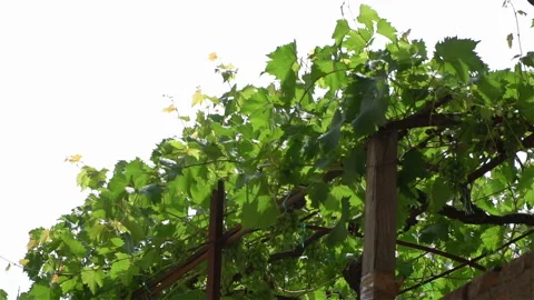 Grapes leaf on a vine in the sunshine . Stock Footage 106118271