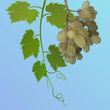 Grapes with leaves on blue background. Vector illustration Stock Illustration
