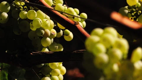 Grapes with leaves on branches in vineyard during harvest in autumn Stock-Footage 233890212