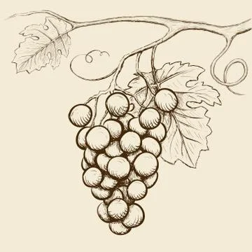 Grapes with leaves Stock Illustration