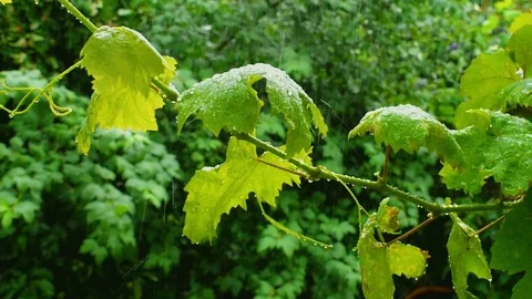 Grapes leaves in the rain. Stock Footage 113199093