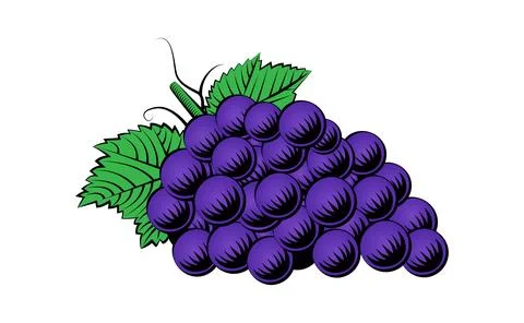 Grapes line work Stock Illustration