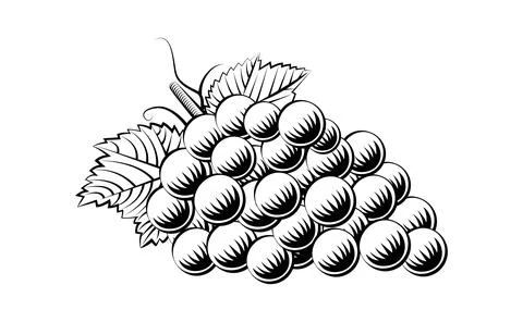 Grapes line work 스톡 일러스트