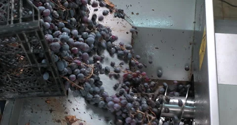 Grapes loading into the squeezing machine. Wine production process. Stock Footage 247942986