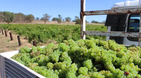Grapes in loading tubs 스톡 동영상 48047974