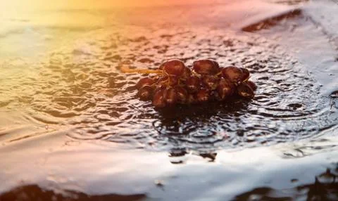 Grapes lying in water Stock Photos
