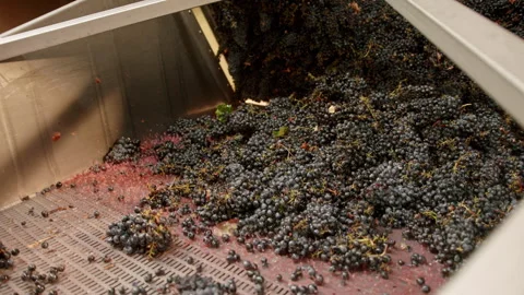 Grapes machine harvest farming process at local vineyard during summer season Stock Footage 321403915