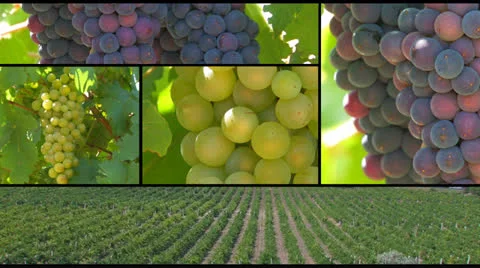 Grapes montage. Stock Footage 27104522