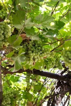 Grapes on the nature Stock Photos