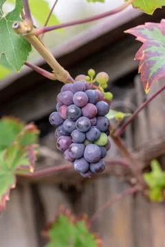 Grapes in nature 스톡 사진