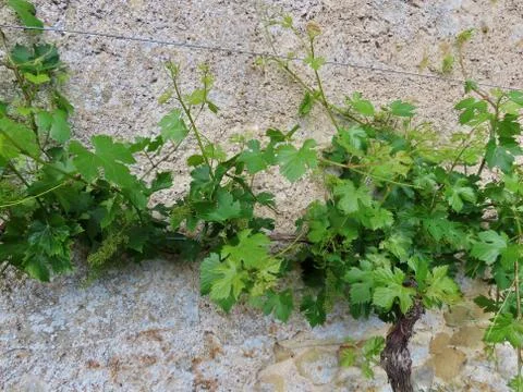 Grapes on old wall Stock Photos