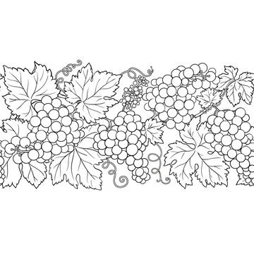 Grapes Outline Horizontal Seamless Pattern Stock Illustration