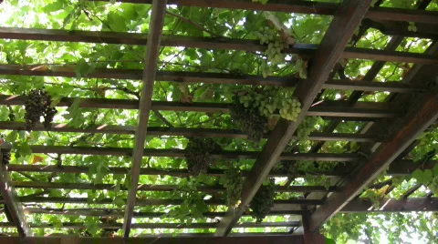 Grapes in a pergola Stock Footage 533848