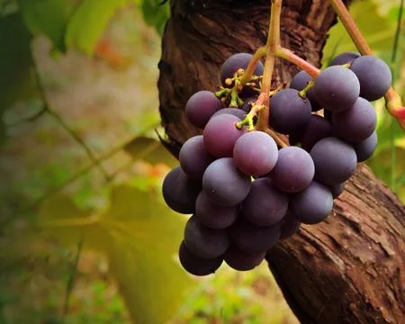 Grapes Stock Photos
