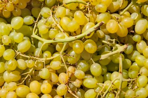 Grapes Stock Photos