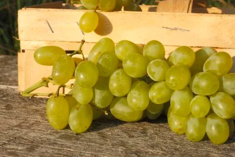 Grapes Stock Photos