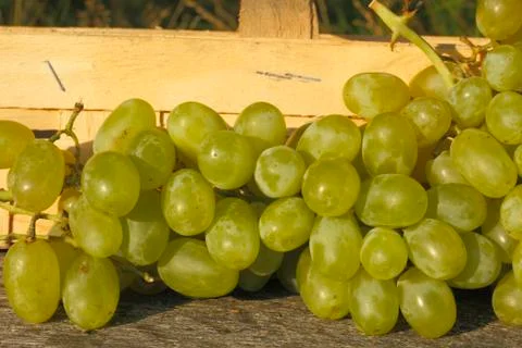 Grapes Foto stock